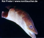 Der Aal kann eine Größe von 140 cm. erreichen und lebt in Süß-, Brack- und Salzwasser