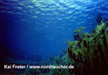 Glasklares Wasser mit Sichtweiten von bis zu 60 Metern