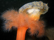 Seenelken sind räuberische Blumentiere die auch Quallen zu ihrer Beute zählen