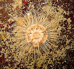 Anemone der Gattung "Sagatia" oder "Sagartiogeton" (Sie sind äußerst schwer zu besimmen!)